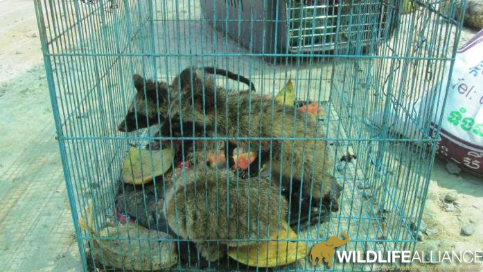 Help Save Civets from the Cruel Coffee Trade