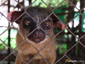 Rescued Baby Civet