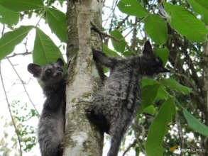 Rescued Baby Civets