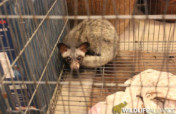 Help Save Civets from the Cruel Coffee Trade
