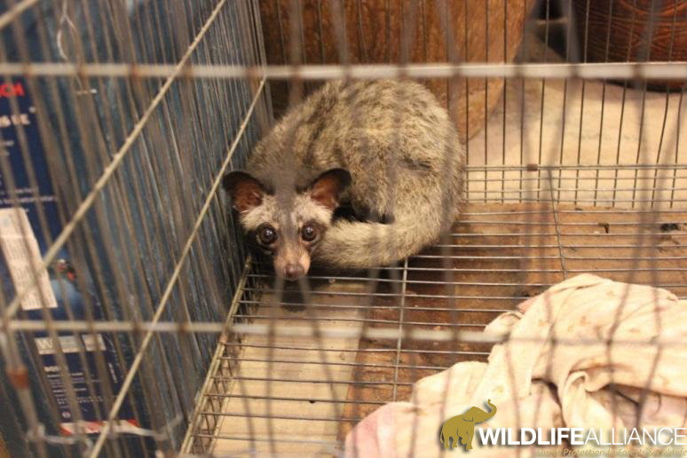 Help Save Civets from the Cruel Coffee Trade