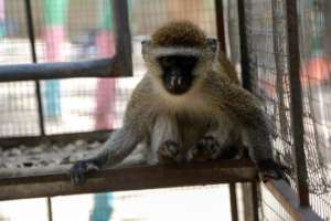 Vervet monkey in Raffa zoo due for recue to IPSF