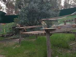 Vervet Monkeys Enjoying Dinner on their Platforms