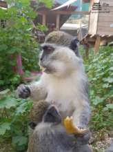 New Baby to Join this Mom and Baby from Gaza Zoo