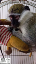 Mufajaa arrived at IPSF in this small cage.