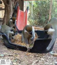 Mufajaa with his new monkey family.