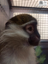 Baby Vervet Monkey Seized from Exotic Pet Trade