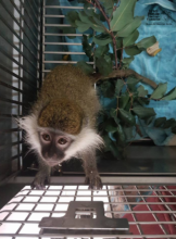 Baby Vervet in Temporary Quarantine at IPSF