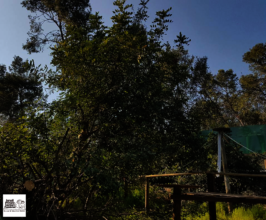Can you spy a Vervet monkey in their new habitat?