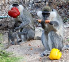 Vervet monkeys loving their vegetables!