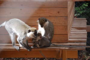 Vervet monkeys rehomed from the Gaza zoo!