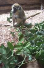 Meet Martha- our new resident