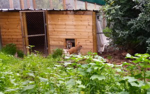 Patas monkeys exploring their new home.
