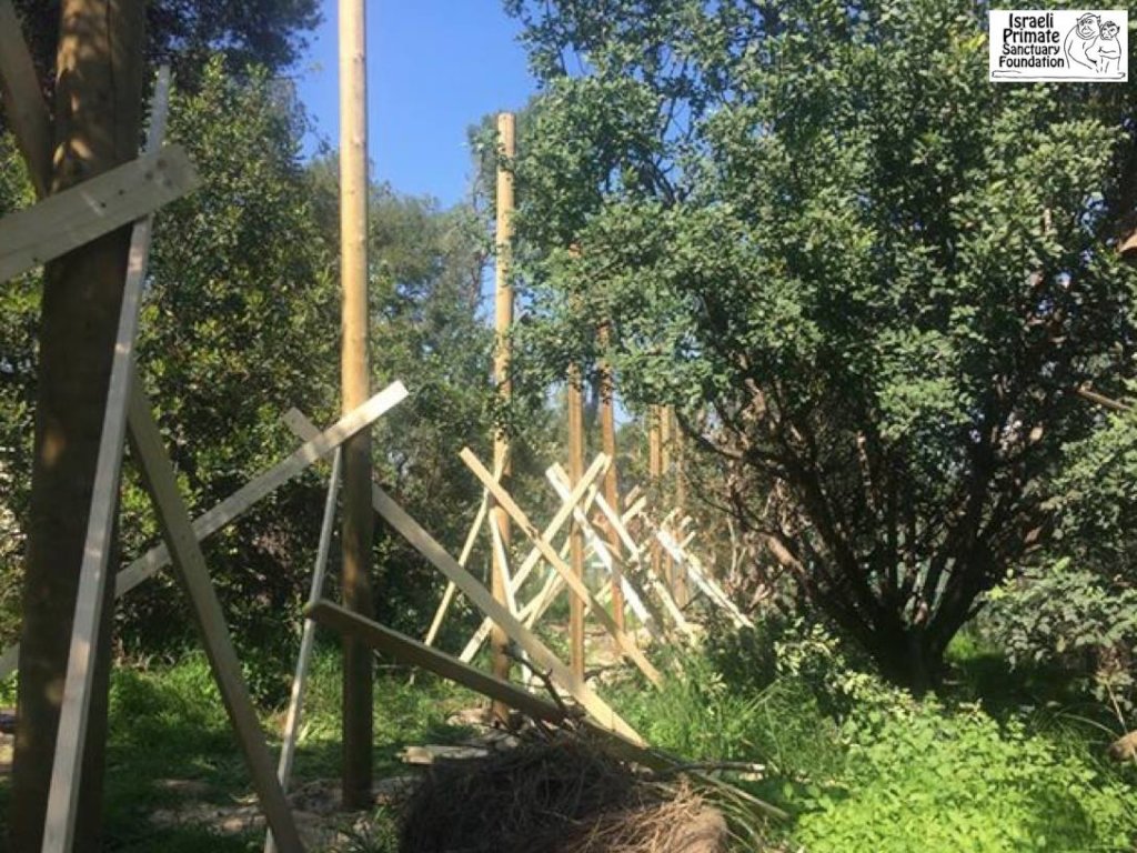 Building A New Home for Rescued Monkeys in Israel