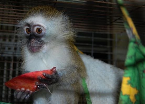Building A New Home for Rescued Monkeys in Israel