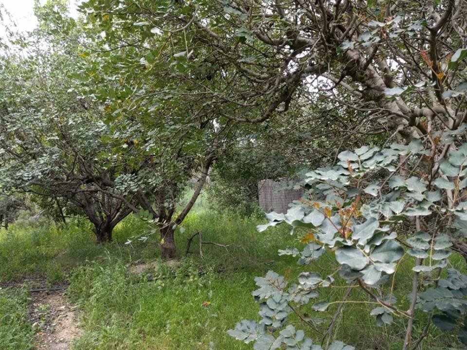 Building A New Home for Rescued Monkeys in Israel