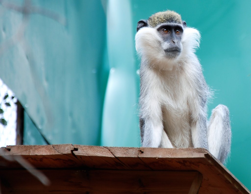 Building A New Home for Rescued Monkeys in Israel