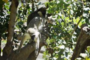 mufajaa playing in the trees