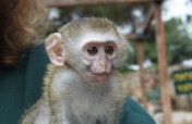 Building A New Home for Rescued Monkeys in Israel