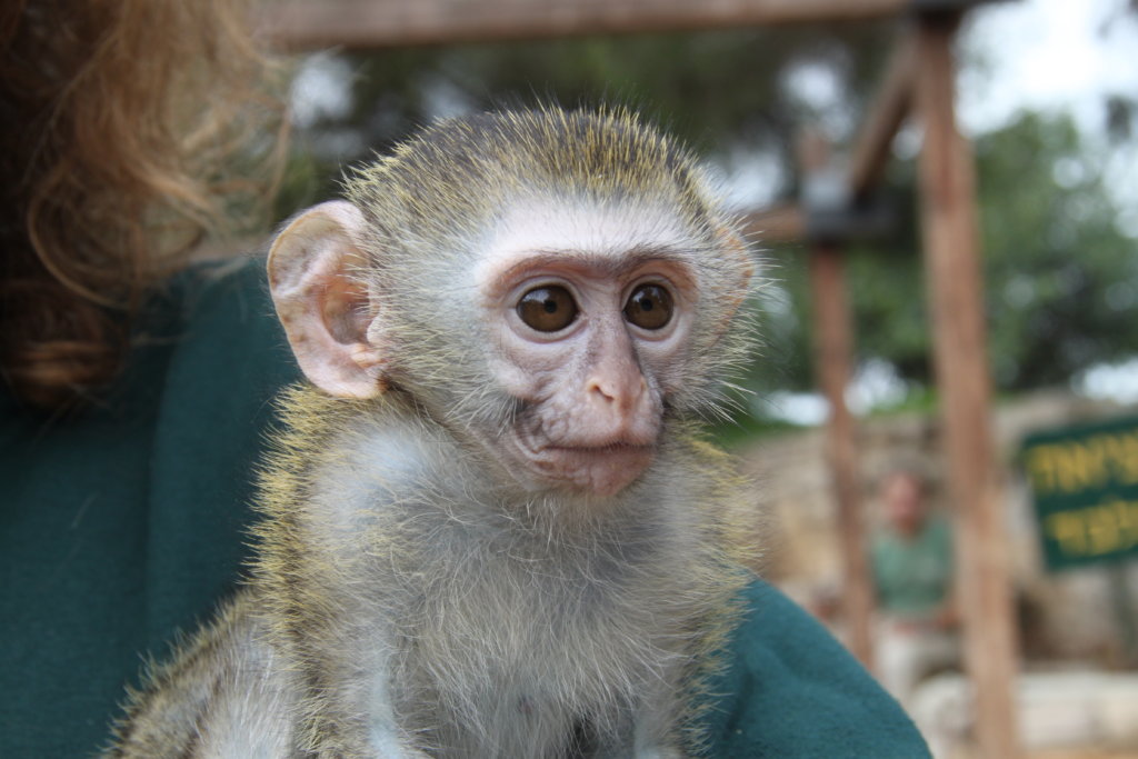 Building A New Home for Rescued Monkeys in Israel