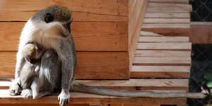 "Amal"  Vervet Mom cradling her new baby.
