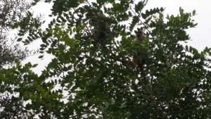 Vervet monkeys staying alert in the trees.