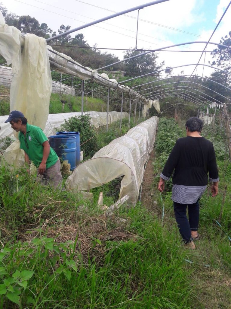 Another Greenhouse to be Improved
