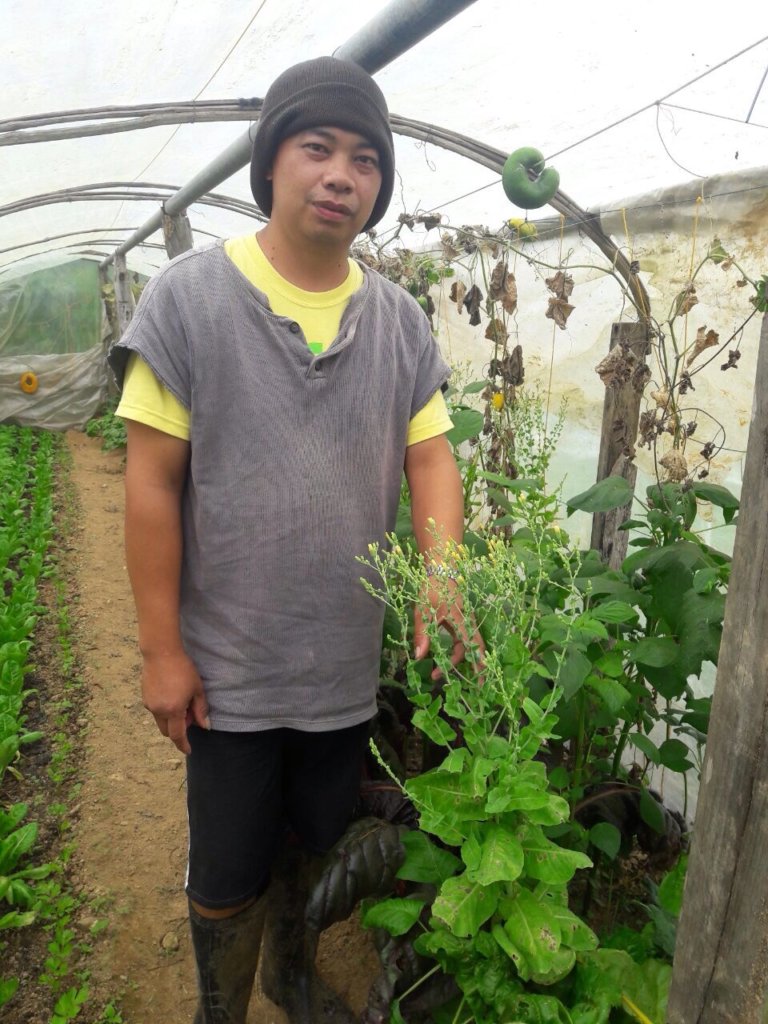 Farmer Boaz with lettuce going to seed