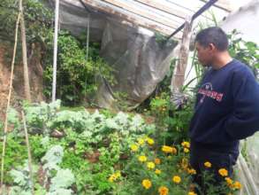 Greenhouse to be re-built