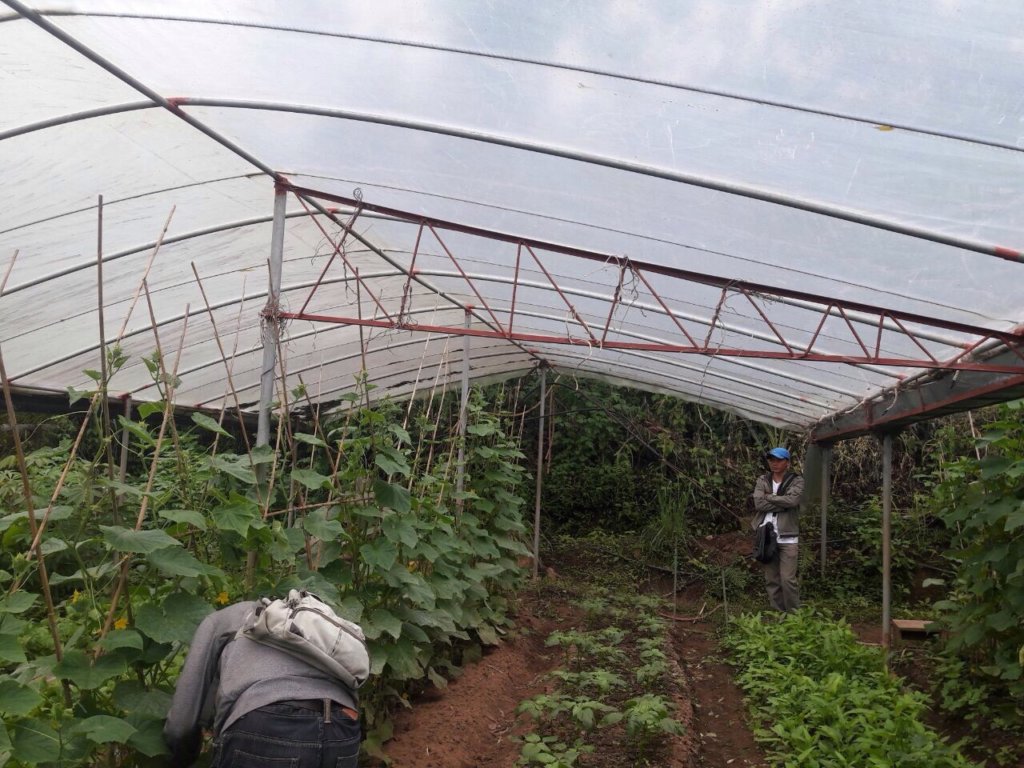 Greenhouse to be improved