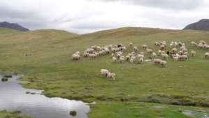 Grazing on contaminated land