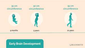 Timeline of brain development