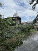 the gate of the university blocked by a fallen tre