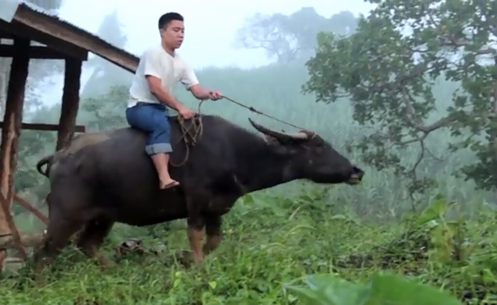 the daily life of a farm boy