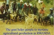 Poverty reduction of 300 families in Rwanda
