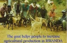 Poverty reduction of 300 families in Rwanda