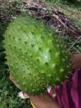 Fresh picked soursop with spikes