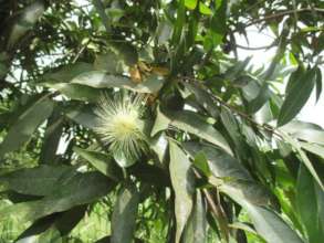 Star apple flower