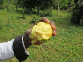 star apple