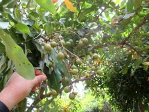 Young lychee fruits growing on Najib's tree