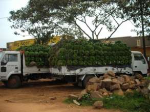 trucks loaded with matooke bananas