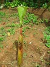 Baby banana tree (sucker)