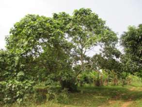 star apple tree