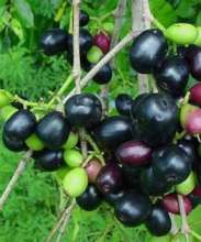 Jambula fruit growing on the tree