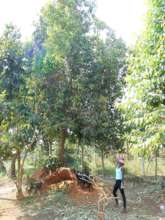 Mariam with our Jambula Tree