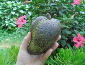 soursop with spikes removed