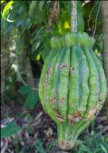 Oyster nut seed pod