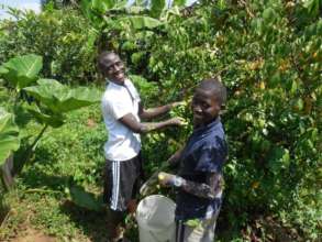 Picking Star Fruit