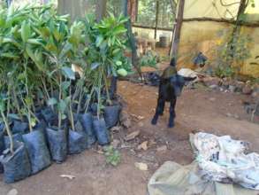 Young Grafted Orange Trees