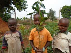 Children with orange trees